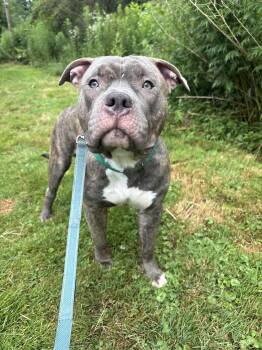 Rescue Pit Bull Terrier Dogs for Adoption in Altoona, Pennsylvania - Bobby | PetCurious