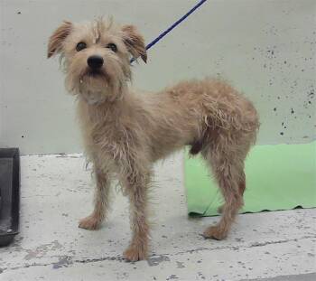 DURU -  Yorkshire Terrier and Mixed Breed Dog for Adoption in Houston, Texas - DURU | PetCurious