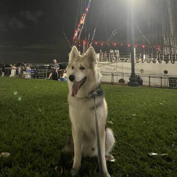 Aki -  Siberian Husky and White German Shepherd Dog for Adoption in New Orleans, Louisiana - Aki | PetCurious