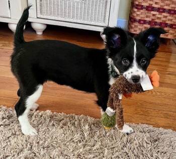Espresso -  Australian Cattle Dog Blue Heeler Dog for Adoption in Newport, Kentucky - Espresso | PetCurious