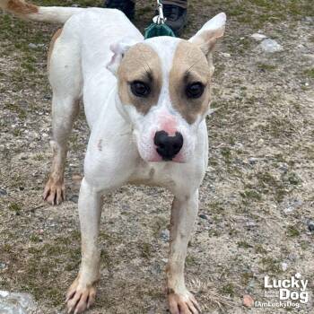 Jack Russell Terrier and Labrador Retriever Dogs Available for Adoption - Manuel | PetCurious