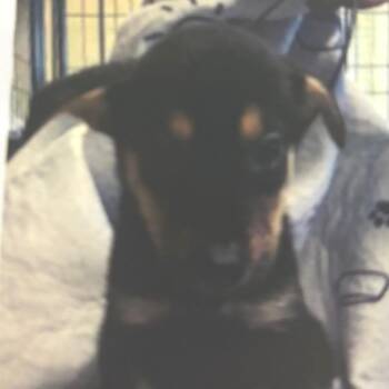 Lily -  Labrador Retriever and Shepherd Dog for Adoption - Lily | PetCurious