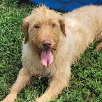 Rupert in NH Come Meet our Adoptable Dogs Wednesday-Saturday. Mo -  Goldendoodle Dog for Adoption in Manchester, New Hampshire - Rupert In NH Come Meet Our Adoptable Dogs Wednesday-Saturday. Mo | PetCurious