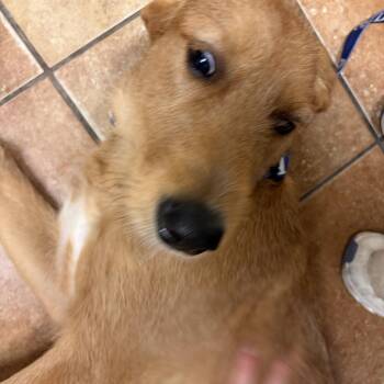 FWT Walter -  Terrier and Mixed Breed Dog for Adoption in Midland, Texas - FWT Walter | PetCurious