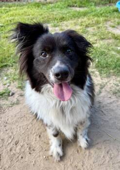 Wyatt -  Border Collie and Australian Shepherd Dog for Adoption in Kalamazoo, Michigan - Wyatt | PetCurious