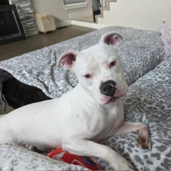 American Bulldog Dogs Available for Adoption - Opie | PetCurious