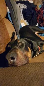Doberman Pinscher Dogs Available for Adoption in Parrish, Florida - Maxwell | PetCurious