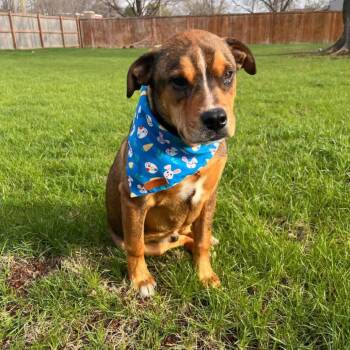 Hound and Labrador Retriever Dogs Available for Adoption in Shorewood, Illinois - Nico | PetCurious