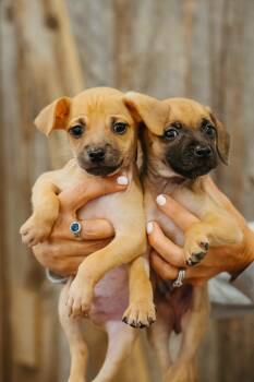 Rescue Chihuahua Dogs for Adoption in Jackson, Wyoming - Gelato (left) | PetCurious