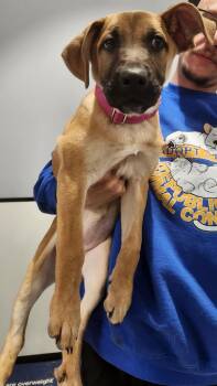 Boxer and German Shepherd Dog Dogs Available for Adoption in Republic, Missouri - Lucy | PetCurious