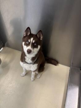Count Draco -  Husky and Shepherd Dog for Adoption in Kalamazoo, Michigan - Count Draco | PetCurious