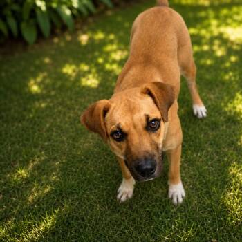 Gretchen D46121 -  Mixed Breed Dog for Adoption in Corsicana, Texas - Gretchen D46121 | PetCurious