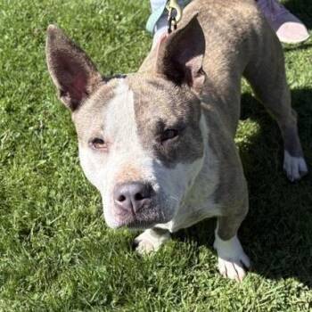 Mixed Breed Dogs Available for Adoption in Middletown, Rhode Island - Louise | PetCurious