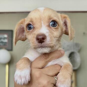 Girlie -  Terrier and Chihuahua Dog for Adoption in Sonoma, California - Girlie | PetCurious