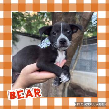 Bear -  Terrier Dog for Adoption in Ringwood, New Jersey - Bear | PetCurious