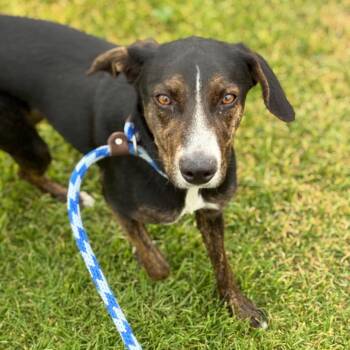 Pepsi -  Mixed Breed Dog for Adoption in Goleta, California - Pepsi | PetCurious