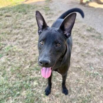 Rescue Labrador Retriever and Shepherd Dogs for Adoption in Carencro, Louisiana - Sable | PetCurious