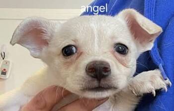 Lol-P9 Angel -  Chihuahua Dog for Adoption in Billings, Montana - Lol-P9 Angel | PetCurious