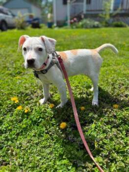 Beagle Dogs Available for Adoption in Crown Point, Indiana - Scout  | PetCurious