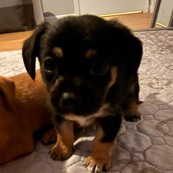 Theodore -  Yorkshire Terrier and Mixed Breed Dog for Adoption in Olathe, Kansas - Theodore | PetCurious