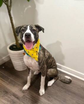 Catahoula Leopard Dog and Mountain Cur Dogs Available for Adoption in Friendswood, Texas - Gracie Sparkle Socks | PetCurious