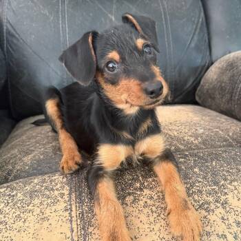 Yorkshire Terrier and Miniature Pinscher Dogs Available for Adoption in Silver Spring, Maryland - Aster | PetCurious