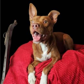 Pit Bull Terrier Dogs Available for Adoption - Steve | PetCurious