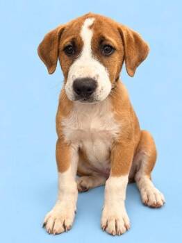 Murphy -  Labrador Retriever and Mixed Breed Dog for Adoption in Bowling Green, Kentucky - Murphy | PetCurious