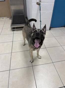 Ace -  Mixed Breed Dog for Adoption in Largo, Florida - Ace | PetCurious