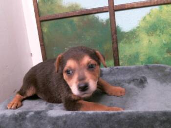 German Shepherd Dog and Mixed Breed Dogs Available for Adoption in Houston, Texas - A2078008 | PetCurious