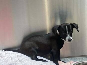 ZEPPELIN -  Border Collie and Parson Russell Terrier Dog for Adoption in Tustin, California - ZEPPELIN | PetCurious