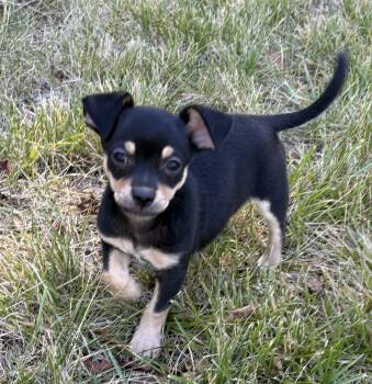 Allen -  Chihuahua and Pug Dog for Adoption in Red Bluff, California - Allen | PetCurious