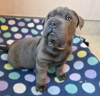 Shar Pei Dogs Available for Adoption in Pontiac, Michigan - E-Litter | PetCurious