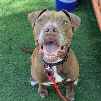 Pit Bull Terrier Dogs Available for Adoption in Las Vegas, Nevada - CANELA | PetCurious