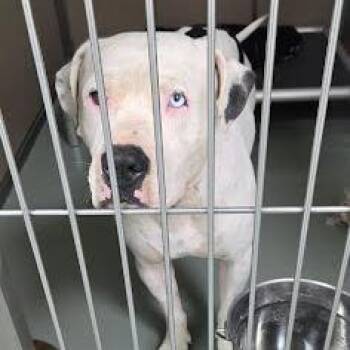 SVAS-Stray-38801 -  Pit Bull Terrier Dog for Adoption in Lyndhurst, Virginia - SVAS-Stray-38801 | PetCurious