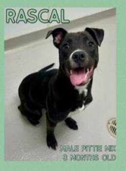 Pit Bull Terrier Dogs Available for Adoption in Danville, Indiana - Binx (Rascal) | PetCurious