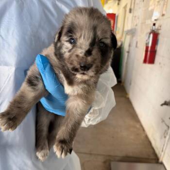 Croquette -  Australian Cattle Dog Blue Heeler Dog for Adoption in Edinburg, Texas - Croquette | PetCurious