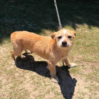 Terrier Dogs Available for Adoption in Foley, Alabama - Sunkist | PetCurious