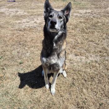 Shepherd Dogs Available for Adoption in Schertz, Texas - Kita  | PetCurious