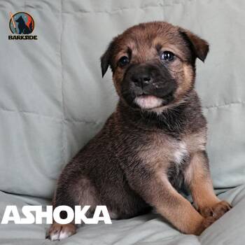 Mixed Breed Dogs Available for Adoption in Calgary, Alberta - Ashoka | PetCurious