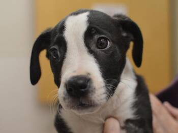 Bird of Paradise -  Pit Bull Terrier and Australian Shepherd Dog for Adoption in Portland, Oregon - Bird Of Paradise | PetCurious