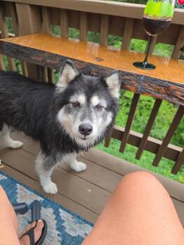 Daisy -  Siberian Husky Dog for Adoption in Bonifay, Florida - Daisy | PetCurious