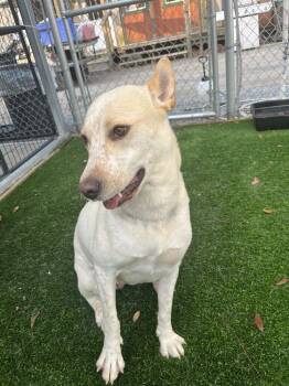 Rescue Shepherd Dogs for Adoption in Elmsford, New York - Taffy Available 6/13 | PetCurious