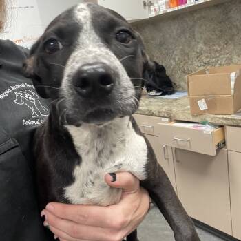 Rescue Pit Bull Terrier and Mixed Breed Dogs for Adoption in Dickinson, Texas - Blossom | PetCurious