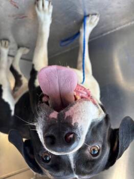 THEDFORD -  Pit Bull Terrier and Mixed Breed Dog for Adoption in Kent, Washington - THEDFORD | PetCurious