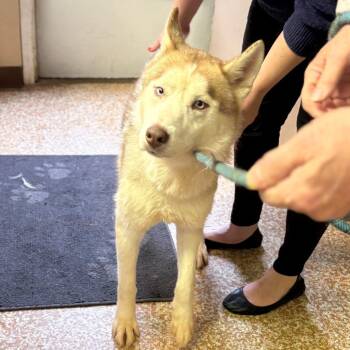 Siberian Husky Dogs Available for Adoption - Zeus | PetCurious