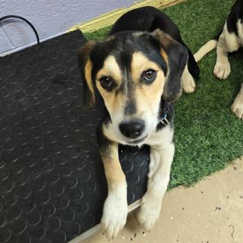 Hound Dogs Available for Adoption in Newport, Tennessee - Regina (Teal Collar) | PetCurious
