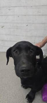 MEATBALL -  Labrador Retriever and Mixed Breed Dog for Adoption in San Bernardino, California - MEATBALL | PetCurious