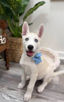 Husky and Shepherd Dogs Available for Adoption - Siggi Skye Bounce & Play | PetCurious