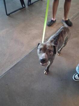 Mixed Breed Dogs Available for Adoption in West Chester, Pennsylvania - Supernova | PetCurious